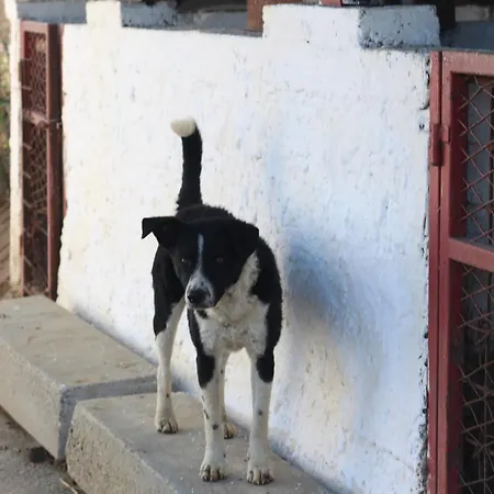 Salas Belo Brdo * Cerevic